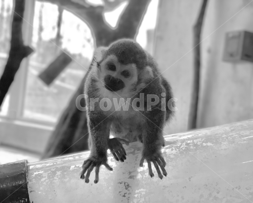 animal,동물,monkey,원숭이,wildlife,야생동물,포유류,동물원,zoo,사육,trial,흑백사진,monocromephotoghraphy