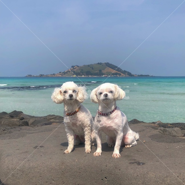 반려견,반려동물,강아지,개,애완견,애완동물,애견,per,dog,puppy,동물,animal,포유류,mammal,개,강아지,dog,doggy