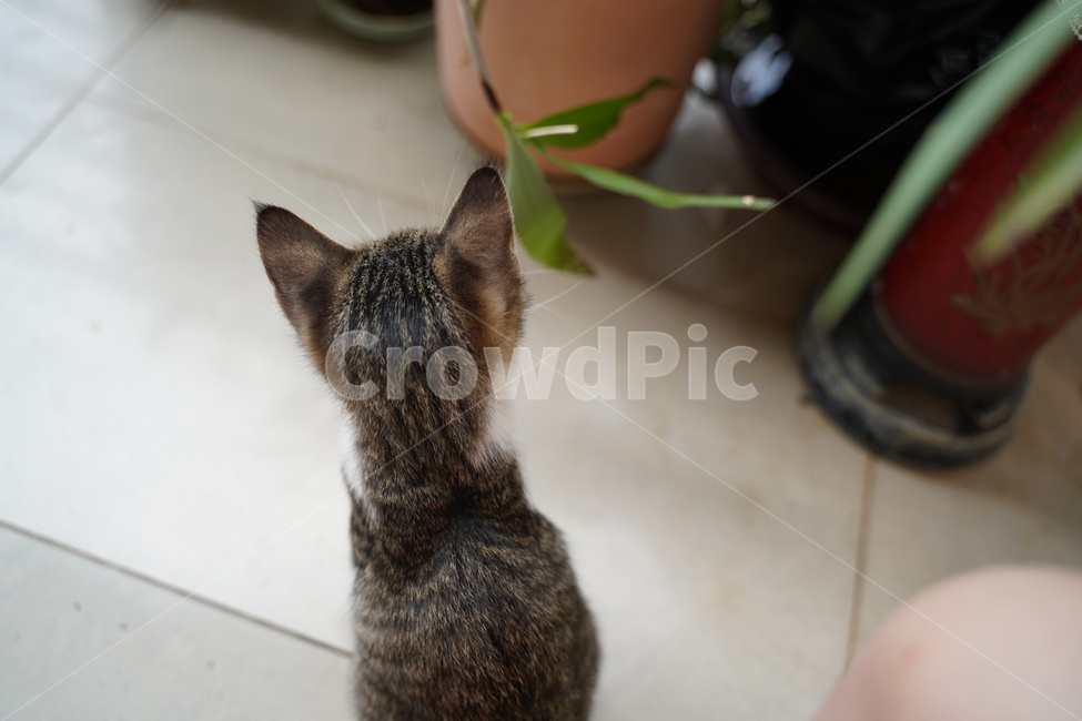 pet,animal,애완동물,cat,동물
