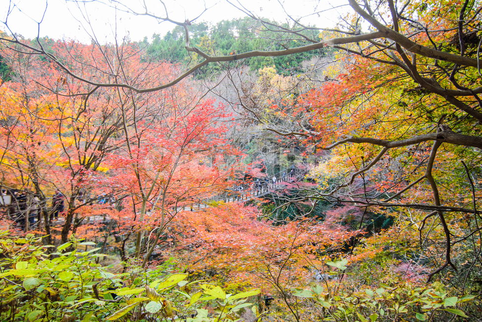 단풍,가을,하늘,자연,풍경,단풍나무,울긋불긋,산,식물,가을,계절,fall,autumn,season,자연,풍경,nature,landscape,tree,나무,plant,maple,leaf,잎