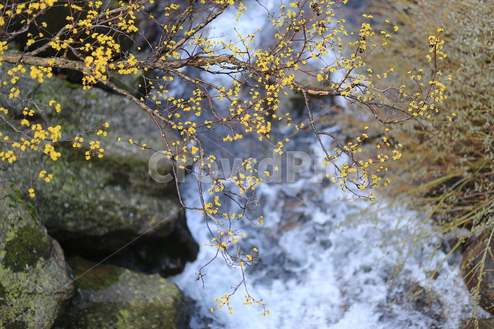 구례,산수유,꽃,봄,식물,자연,flower,노란,spring,color,yellow,nature,봄,계절,spring,season,식물,자연,plants,nature,꽃,flower,plant