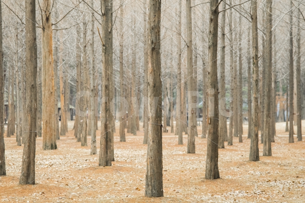 여행,남이섬,자연풍경,겨울,나무,자연,풍경,nature,landscape,겨울,계절,winter,season,plant,식물,tree,tree trunk,나무 줄기,ground,바닥