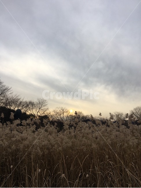 갈대,식물,plant,석양,하늘,grass,잔디,가을,계절,fall,autumn,season,자연,풍경,nature,landscape,lawn,reed