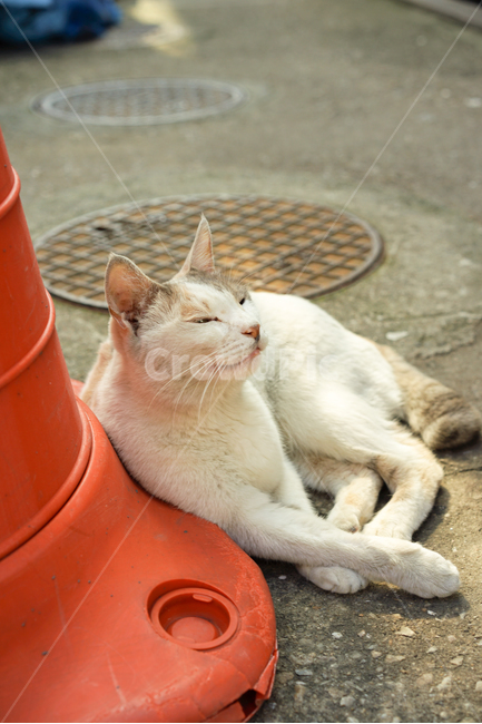 고양이,길고양이,cat,냐옹,길냥이,동물,animal,포유류,mammal,고양이,cat,kitten,kitty