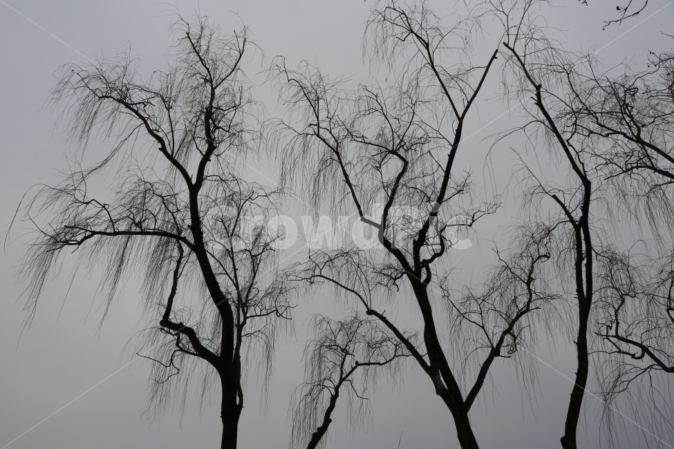 버드나무,겨울,흐린날,하늘은종이,아름다운가지,겨울,계절,winter,season,식물,자연,plants,nature,나무,trees,wood