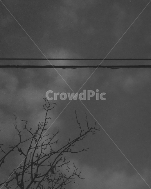 풍경,나무,전깃줄,하늘,밤,landscape,branch,wire,sky,night,흑백,blackandwhite,자연,풍경,nature,landscape,흑백,모노톤,monochrome,black and white,outdoors,옥외