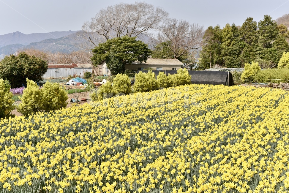 수선화,꽃,자연,꽃밭,노란색,풍경,봄,시골,마을,풍경,landscape,country,rural,town,식물,자연,plants,nature,꽃,flower