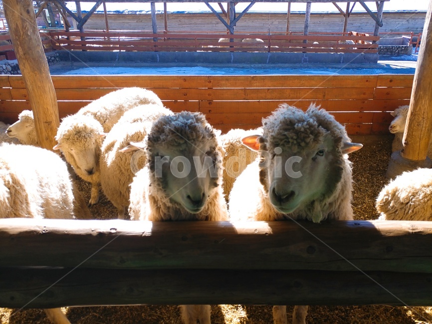 동물,동물온순한,양,목장,양떼목장,온순한,포유류,sheep,동물,animal,포유류,mammal,산업,industry,industrial,목축업,목장,livestock farming,ranching,pasture