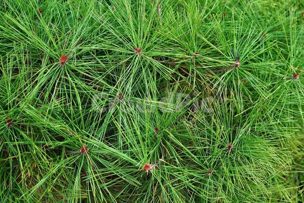 소나무,소나무잎,침엽,녹색,자연,pinetree,fresh,coniferoustree,greenleaf,needleleaf,바늘모양