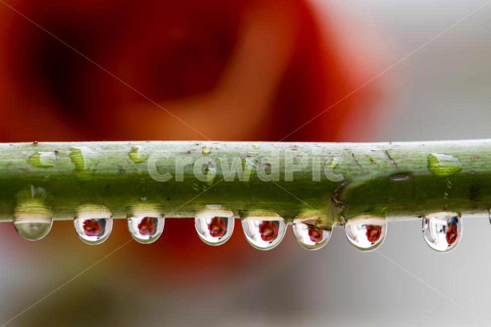장미,물방울,줄기,red,이슬,투명한,영롱한,여름,식물,flower,rose,식물,자연,plants,nature,꽃,flower