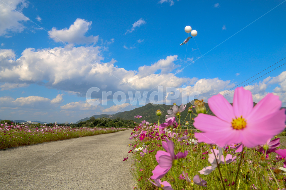 코스모스,풍경,꽃길,자연,꽃,경기도,코스모스축제,flower,cosmos,flowergarden,자연,풍경,nature,landscape,식물,plants,꽃,flower