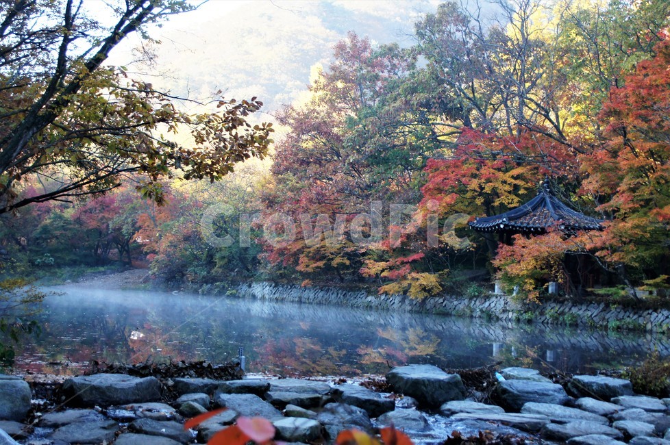 가을,단풍,자연,나무,식물,저수지,그림자,정자,산속,autumn,season,trees,nature,풍경,자연풍경,감성,emotion,안개,가을,계절,fall,autumn,season,tree,plant
