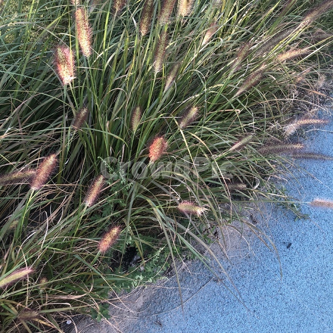 가을,갈대,자연,풍경,식물,식물,자연,plants,nature