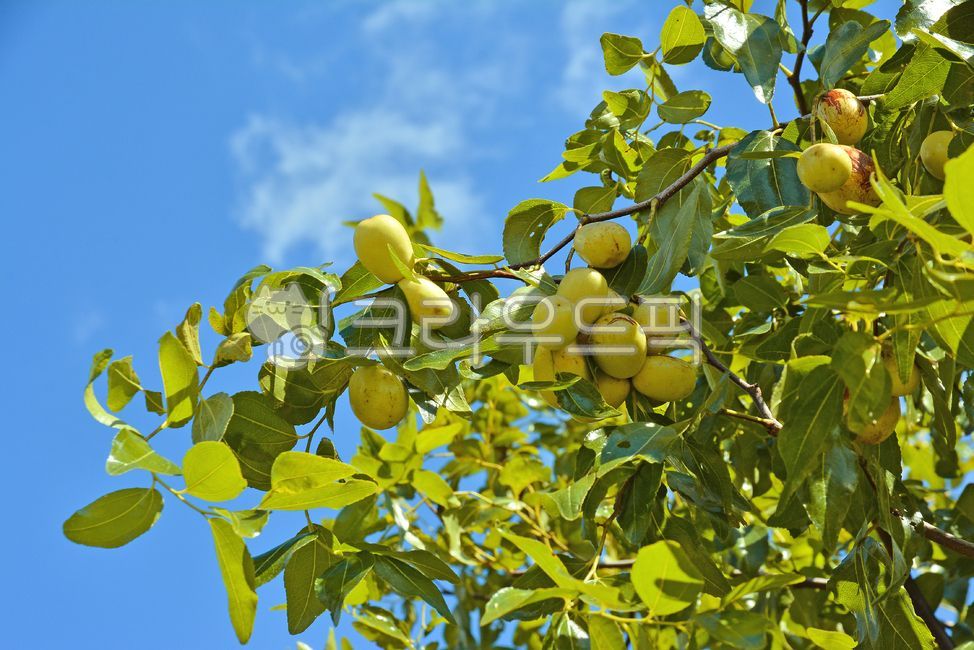 Date fruit,date tree,autumn fruit,fruit,ripe date fruit,edible,ingredients,food,tree fruit,autumn background,September background,October background,date,ripening date fruit,fruits,health food,autumn fruit,fruit,date harvest,medicinal h