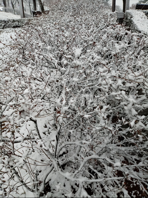 눈,설경,나무,나무가지,snow,하얀눈,자연,옥외,nature,winter,겨울,겨울,계절,winter,season