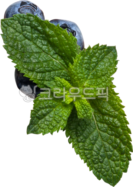 mint,Mint,plant,Mint Nuki,Blueberries,herb mint,mintpng,herbs,Herb