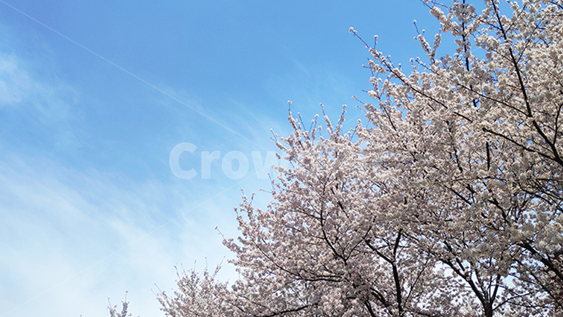 벚꽃,cherryblossom,꽃,봄,spring,식물,plant,하늘,sky,파란하늘