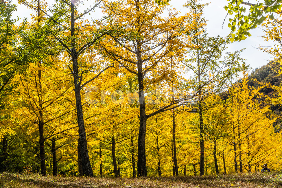 홍천은행나무숲,은행나무숲,은행나무,가을,노란은행나무,가을,계절,fall,autumn,season,tree,나무,plant,식물