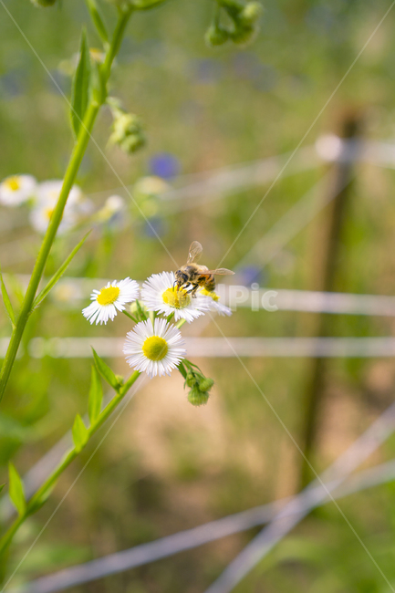 꽃,벌,식물,곤충,자연,flower,plants,nature,insect,동물,벌레,bee,bug,animal,식물,자연,plants,nature,꽃,flower,곤충,벌레,insect,bug