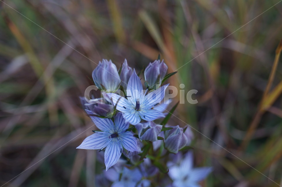 야생화,들꽃,접사,식물,풀,식물,자연,plants,nature,꽃,flower