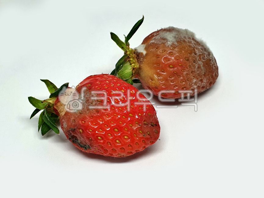 상한딸기,썩은딸기,곰팡이,과일,fruit,mold,mildew,상한과일,썩은과일,부식,부패,rotten,rottenfruit,strawberry,상한음식,썩은음식