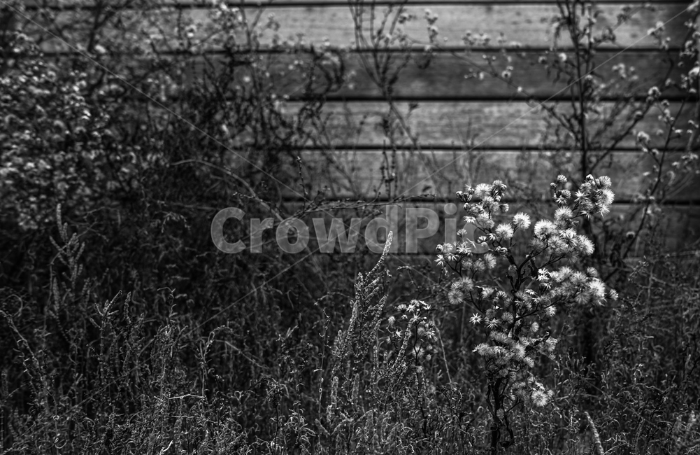 겨울꽃,마른꽃,드라이플라워,계절,감성,야생화,식물,모노톤,식물,자연,plants,nature,꽃,flower,흑백,모노톤,monochrome,black and white