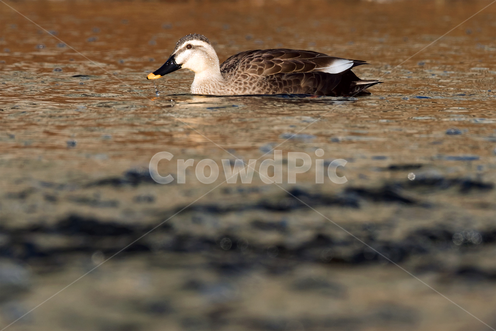오리,흰뺨검둥오리,새,조류,동물,철새,야생동물,자연,생태,생태계,bird,duck,animal,spotbillduck,동물,animal,조류,새,birds
