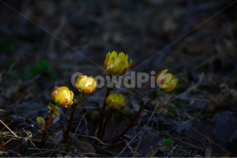 plant,식물,야생화,복수초,봄꽃,봄,계절,노랑꽃,꽃,식물,자연,plants,nature,꽃,flower