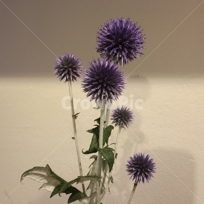 plant,blossom,flower,식물,꽃,에키놉스,blue,파란색꽃,특이한꽃,한송이,꽃,flower