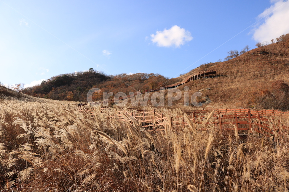 억새,가을,풍경,하늘,구름,plant,식물,산,가을,계절,fall,autumn,season,자연,풍경,nature,landscape