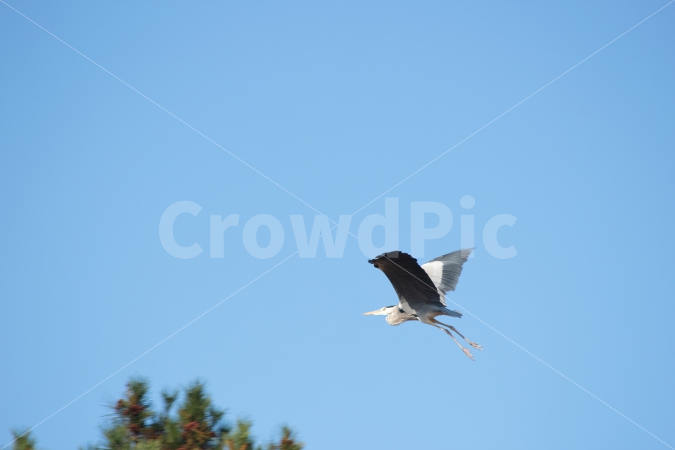 동물,조류,새,하늘,비행,sky,날다,왜가리,heron,자연,한마리,동물,animal,조류,새,birds