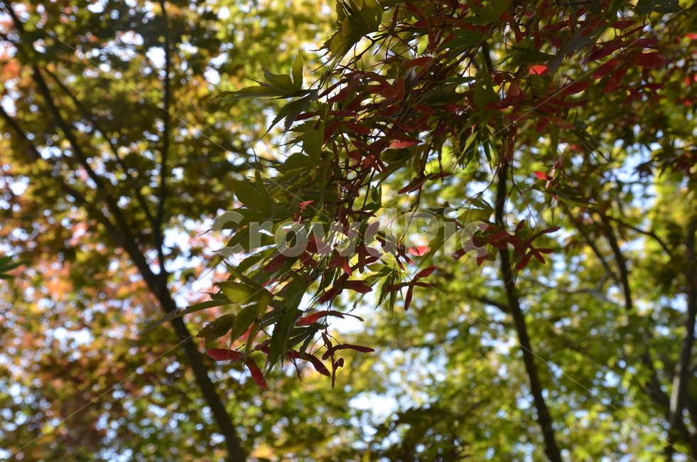 단풍,단풍나무,가을,단풍씨,씨앗,산,숲,나무,초록,식물,자연,plants,nature