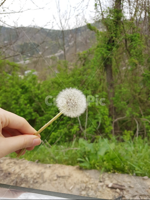 민들레,dandelion,민들레홀씨,식물,plant,봄,spring