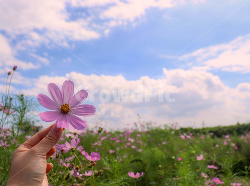 자연,코스모스,하중도,가을,풍경,가을,계절,fall,autumn,season,식물,자연,plants,nature,꽃,flower,plant