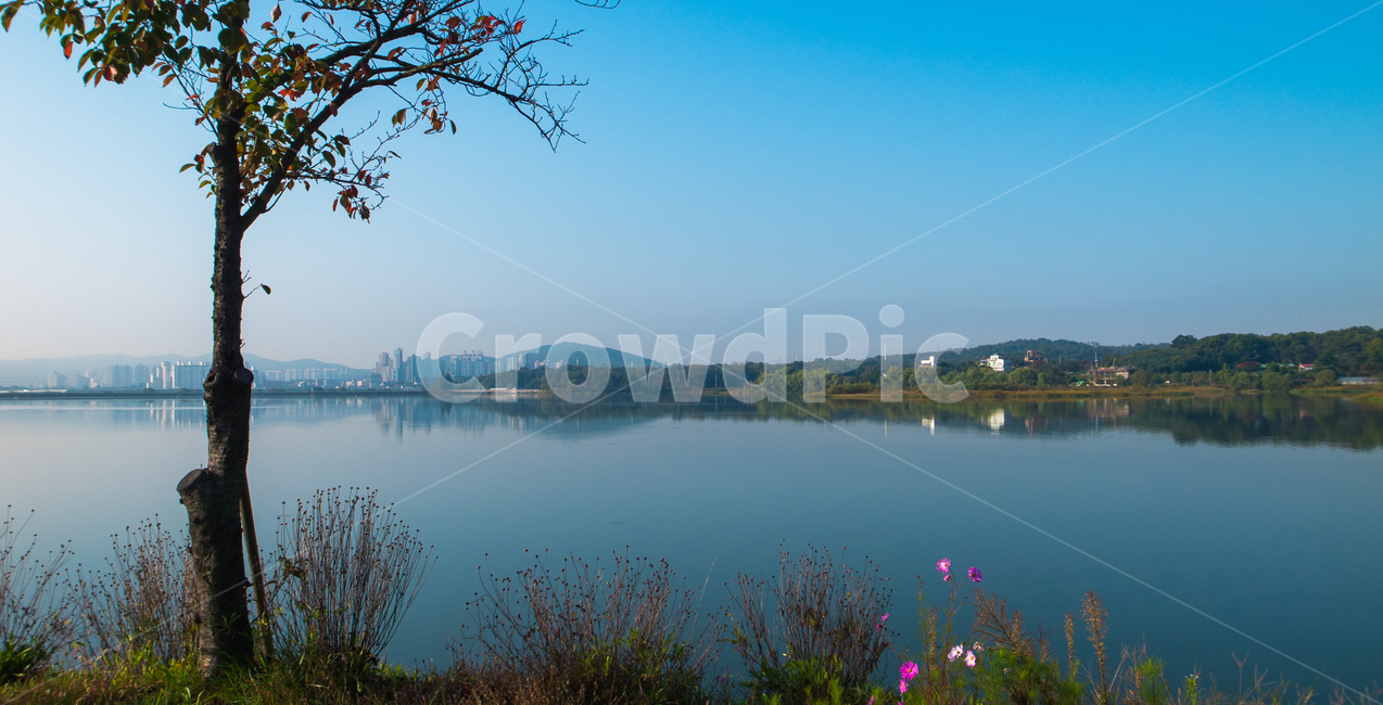 호수,나무,꽃,동산,반영,코스모스,풍경,자연,풍경,nature,landscape,water,물,outdoors,옥외