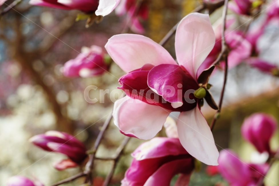 자목련,목련,목련나무,봄꽃,나무,자연,풍경,nature,landscape,식물,plants,꽃,flower,plant,blossom