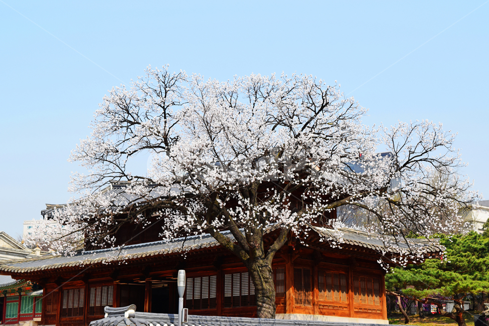 덕수궁,전통문화,한국문화,문화재,한옥,실외,지역명소,building,건물,architecture,건축물,하늘,처마,사적,벚꽃,봄,기와,나무