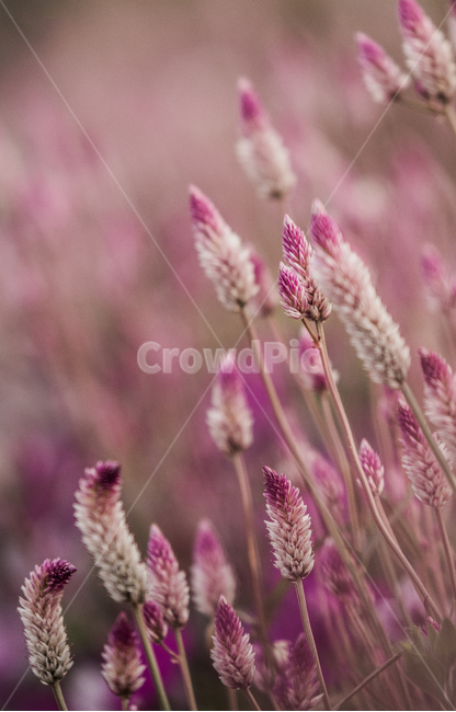 grass,꽃,분홍색,가을,감성사진,식물,계절,fall,autumn,season,자연,plants,nature,flower,감성,sensible,색깔,색상,색채,색감,sense,sensitivity,feeling,of,color,plant,blossom,식물,자연,plants,nature