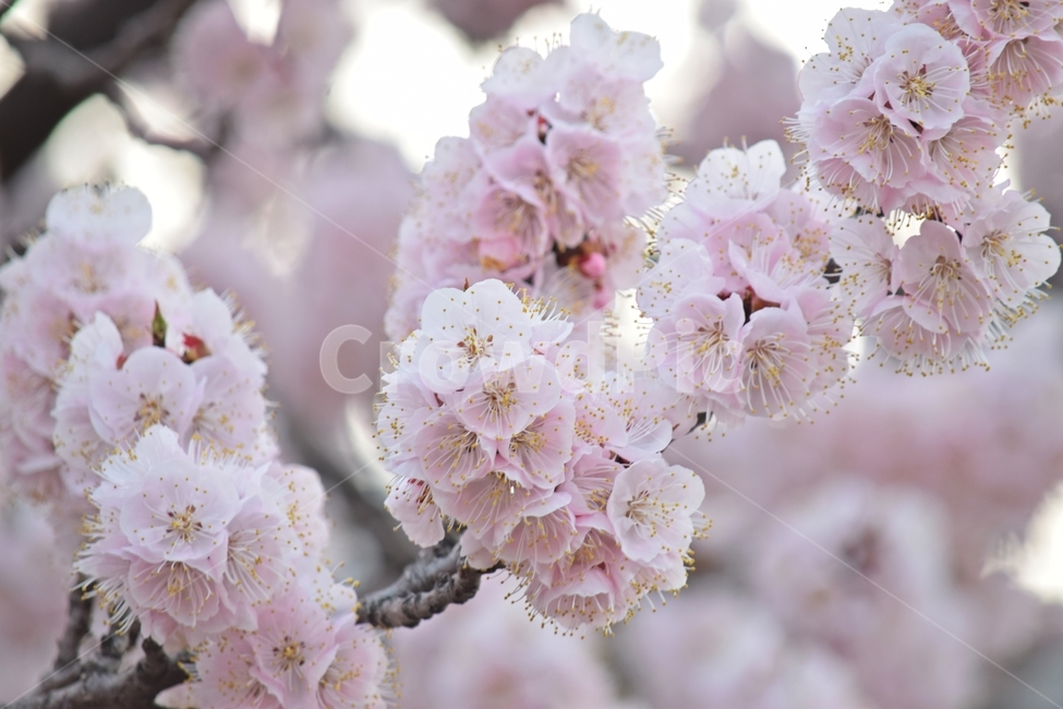 벚꽃,꽃,봄,자연,감성사진,벛꽃,봄,계절,spring,season,식물,자연,plants,nature,꽃,flower,plant,blossom,cherry blossom