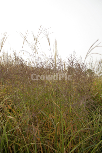 억새,가을,억새풀,억새밭,식물,자연,풍경,nature,landscape,plant,grass,잔디,lawn