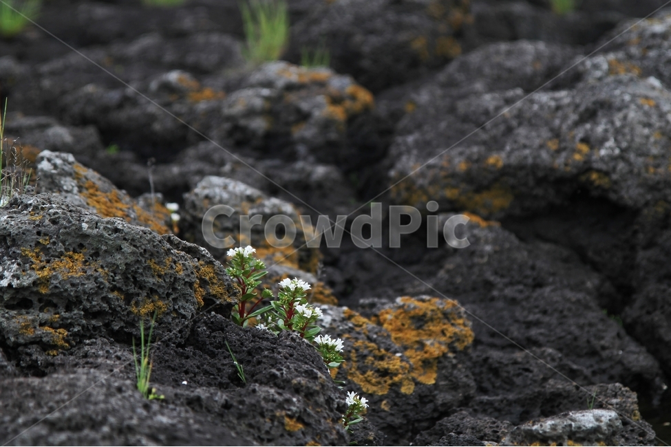 갯까치수염,꽃,바다식물,식물,감성사진,제주꽃,식물,자연,plants,nature,꽃,flower