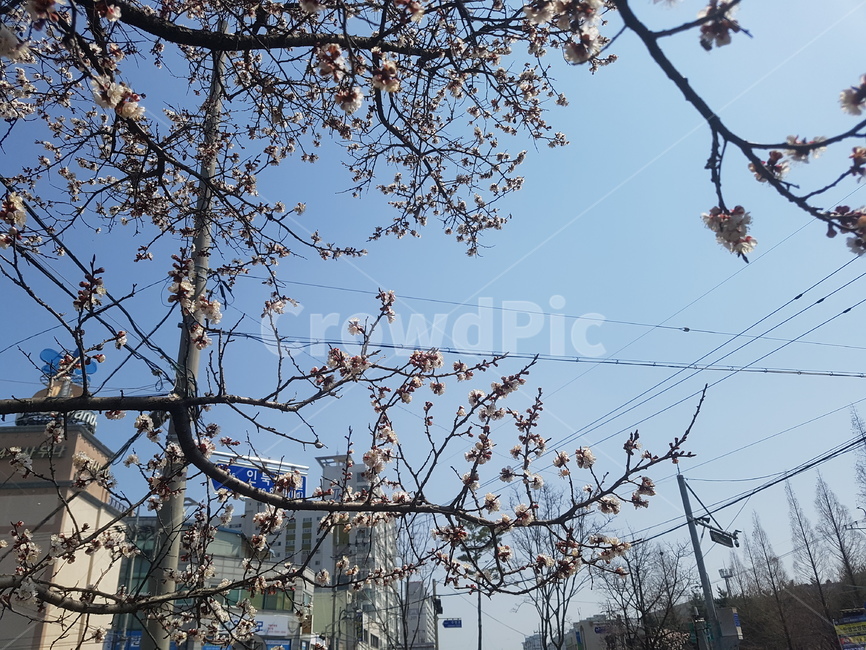 벚꽃,봄,spring,벚꽃축제,꽃사진,꽃,flower,봄,계절,spring,season,식물,자연,plants,nature,꽃,flower