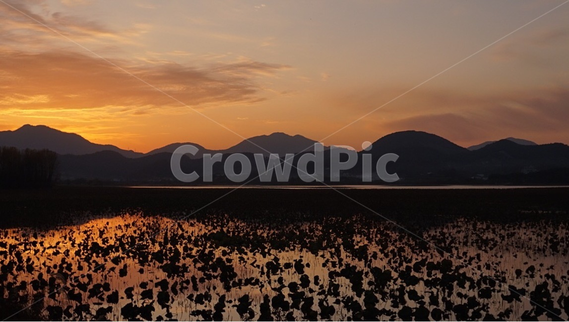 주남저수지,억새,철새,노을,해질녘,sunset,자연,풍경,nature,landscape,outdoors,옥외
