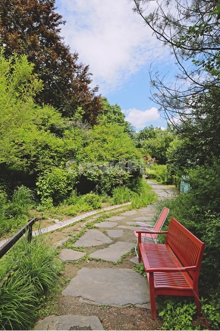 blue sky,green,tree,bluesky,redbench,red bench,trail,stone road,park
