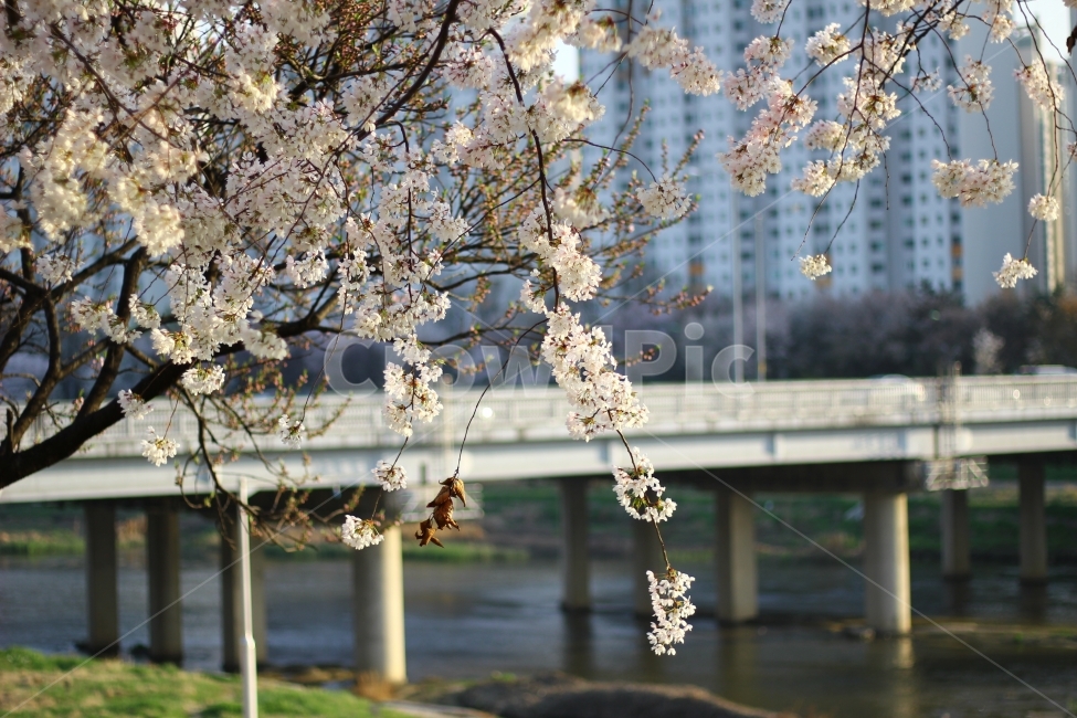 벚꽃,꽃,봄,안양천,산책로,봄,계절,spring,season,식물,자연,plants,nature,꽃,flower,plant,blossom,cherry blossom