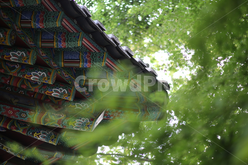 기와,한국,숲,풀,나무,색동,감성,절,한국전통,한국문화,korean traditional,korean culture,건축물,건물외관,exterior,building,structure,architecture,construction
