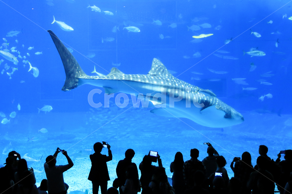 japan,magnificent,Biology,tourist,large aquarium,whale,Pisces,Ocean,giant,large water tank,marine life,Churaumi,water tank,famous,Audience,Humpback whale,Attractions,aquarium,blue,ocean,Okinawa,fish,silhouette,Life,underwater,sea creatures,mammalia