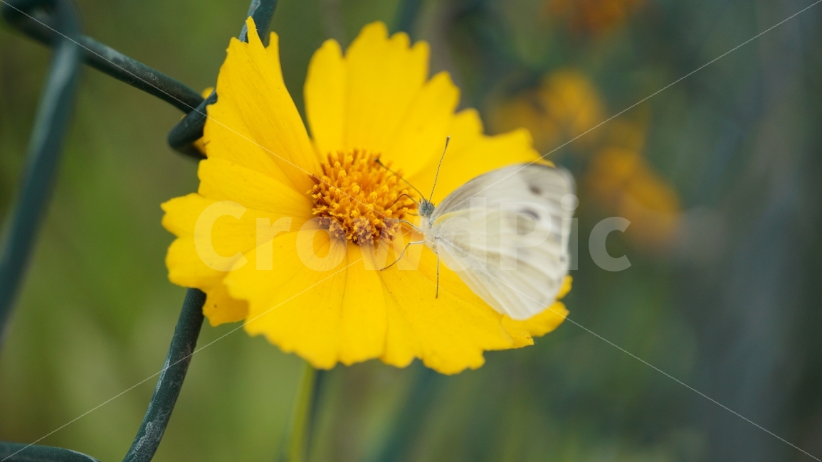 금계국,꽃,플라워,자연,식물,flower,nature,철조망,나비,곤충,butterfly,꽃사진,접사,macro,풍경,landscape,plants,식물,자연,plants,nature,동물,animal,곤충,벌레,insect,bug,꽃,flower