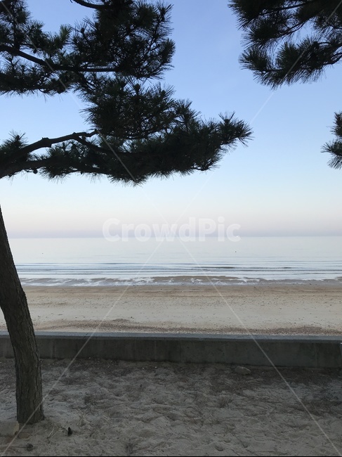 바다,나무,treetrunk,plant,자연