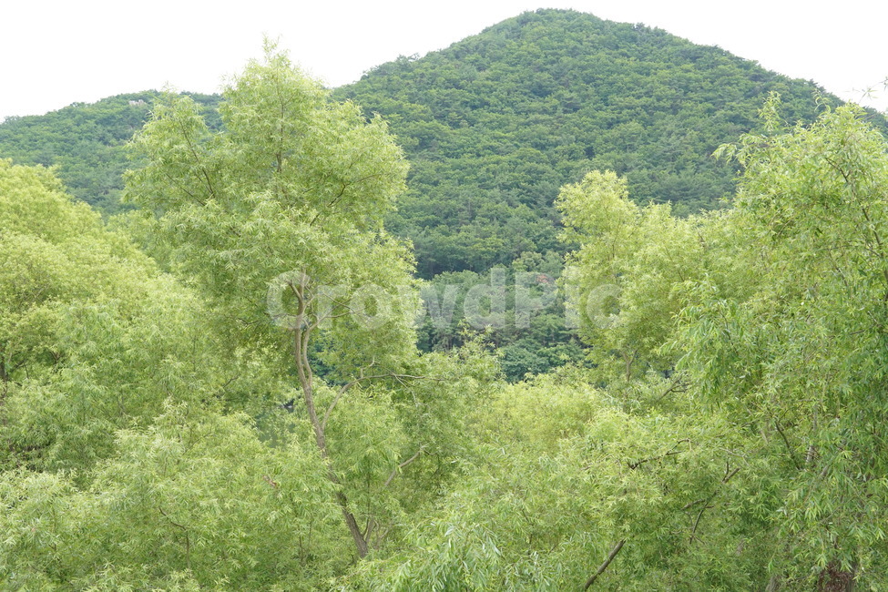 여름,숲,나무,녹색,연두색